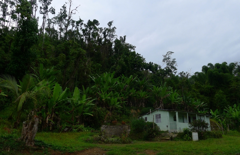 House in a forest of Puerto Rico.